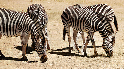 Zebras travel in herds