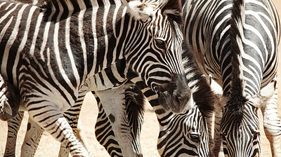 Can you tell how many zebras there are?