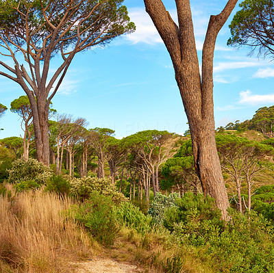 Forest on the slopes of LionÂ´s Head, Cape Town - Western Cape