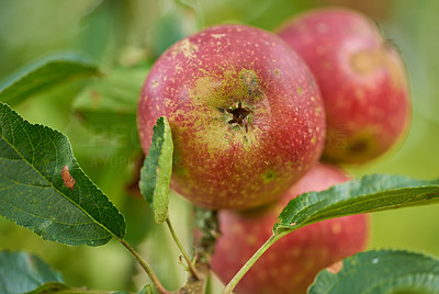 Healthy apples
