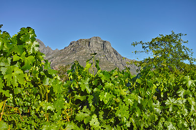 A photo of wine fields - Shot near Stellenbosch, Western Cape, South Africa.