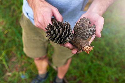 Perfect pine cones