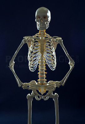 The human skeletal structure