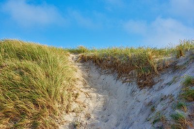 Sand dunes at the Westcoast of Jutland, Denmark