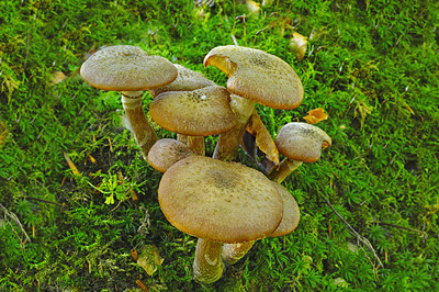 Mushrooms on the forest floor