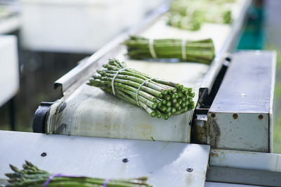 Processing the latest asparagus crop