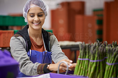 Making up bundles of top-quality asparagus