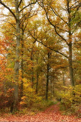 Forest dressed in the colors of autumn