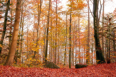 The colors of autumn - Marselisborg Forests