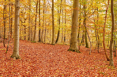 The colors of autumn - Marselisborg Forests