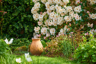 White Rhododendron - garden flowers in May