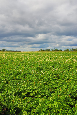 A photo of Green potatoes field end blue sky