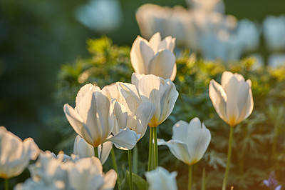 White tulips in my garden