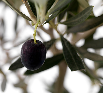 A black olive on a branch