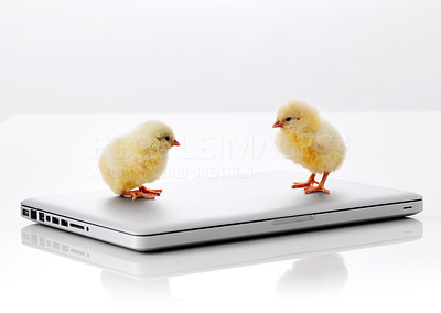 Two small chicks on laptop computer over white