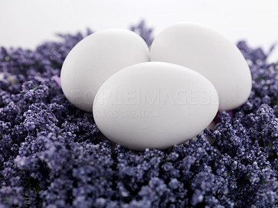 Fresh eggs on the lavender spring flowers