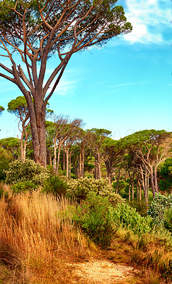 Forest on the slopes of LionÂ´s Head, Cape Town - Western Cape