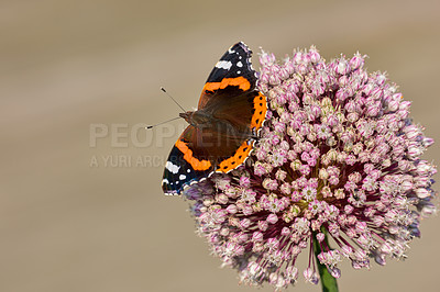 The Red Admiral