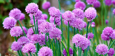 A photo of beautiful pink garden flowers