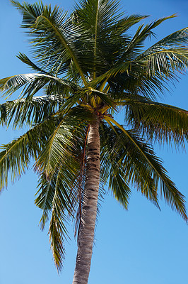 Single coconut tree against sky