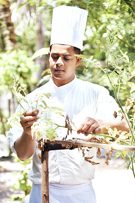 Chef in garden looking at spice plant