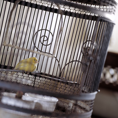 Canaries bird in a cage