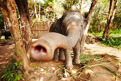 Captive Thai elephant reaching
