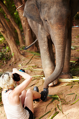 Yuri\'s personal assistant getting up-close and personal with a captive Asian Elephant