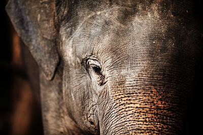 Elephant, Thailand