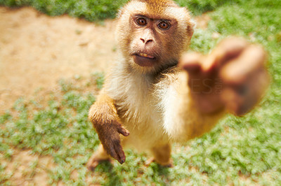 Reaching macaque