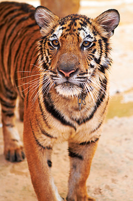 Curious tiger looks confidently at the camera