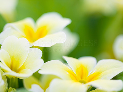 Soft yellow primroses