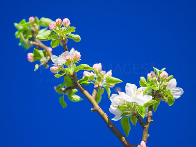 Plum tree in full bloom