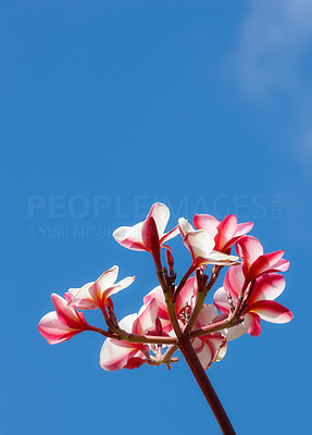 A photo of Plumeria flowers - Oahu, Hawaii