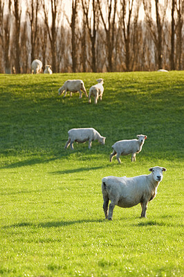 A photo of sheep on a field in New Zealand