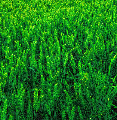 Green young wheat