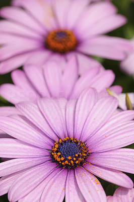 A very sharp and detailed photo of Natural purple flowers closeup