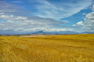 Wheat fields in South Africa