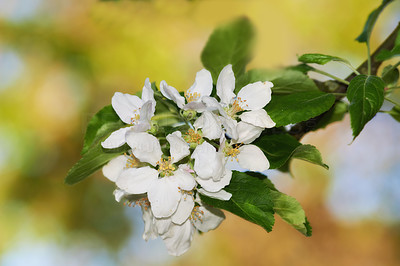 Apple blossoms in springtime