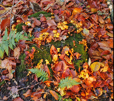 Fallen leaves on the forest floor