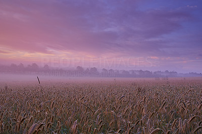 Misty morning on the farm