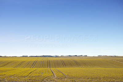 Cultivated land under a clear sky