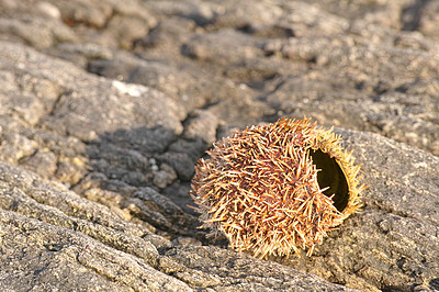 Sea urchin by the shore