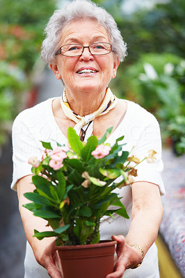 Portrait of a happy senior woman holding flower pot
