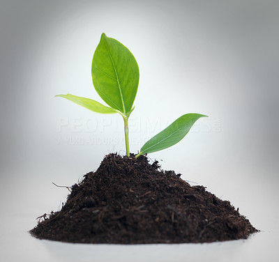 Isolated seedling symbolising growth new beginnings