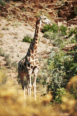 They\'re the tallest animals on the entire planet?